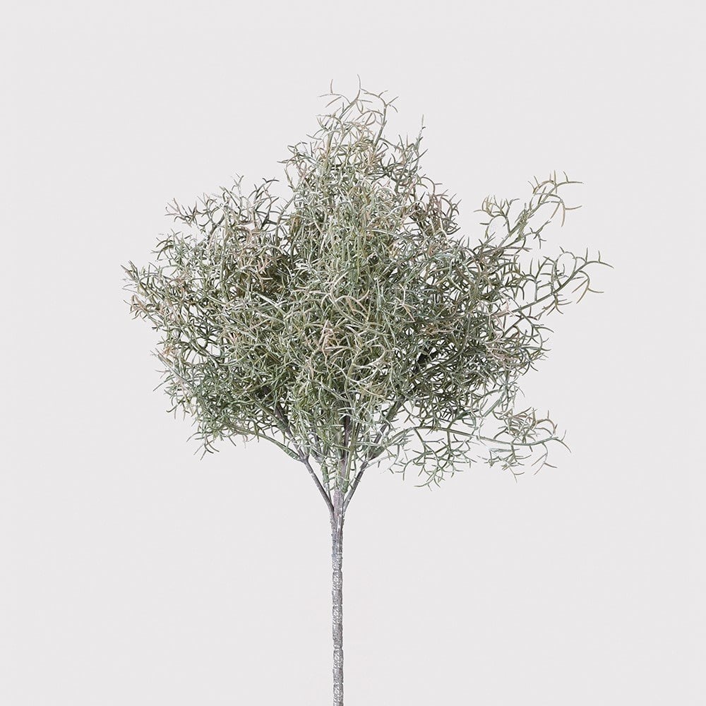 Spanish Moss Bush by Kensington