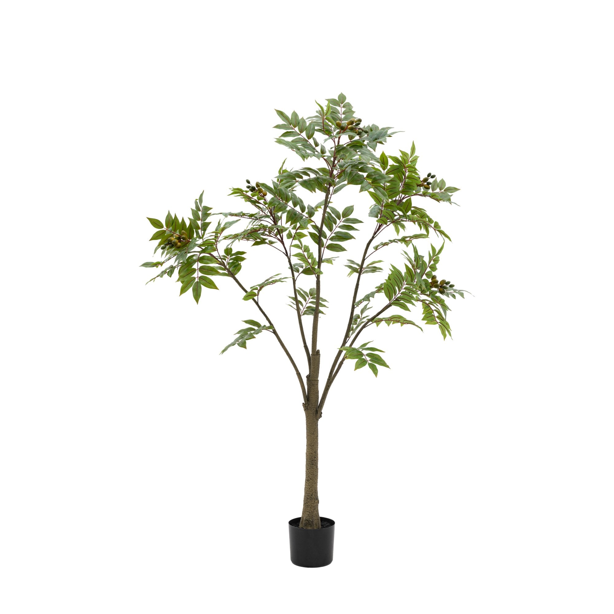 Potted Chinese White Olive Tree 5ft by Abode