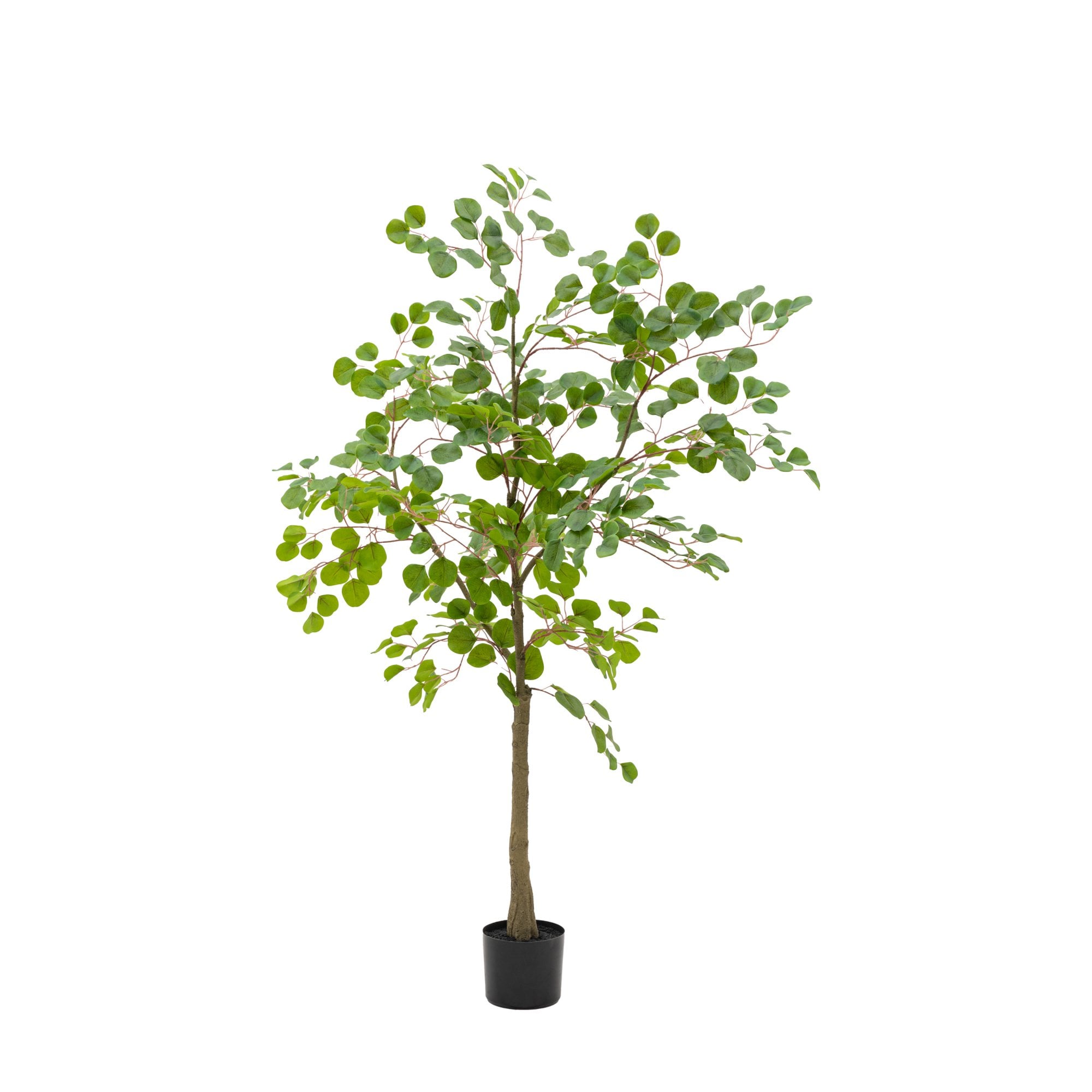Potted Eucalyptus Tree by Abode
