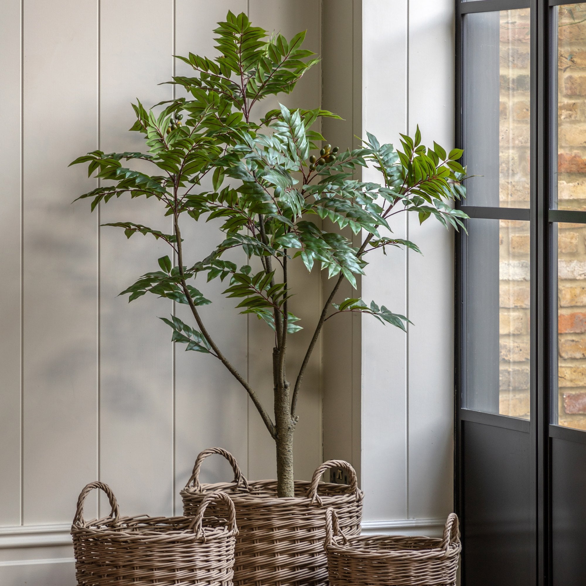 Potted Chinese White Olive Tree 5ft by Abode