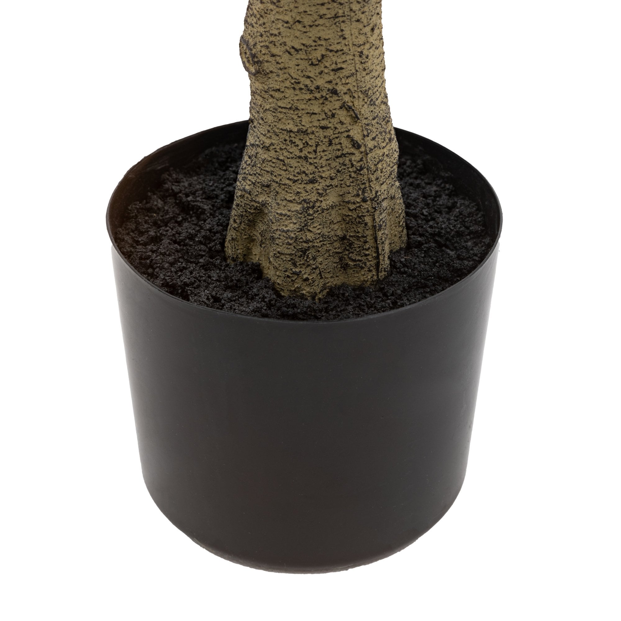 Potted Chinese White Olive Tree 5ft by Abode