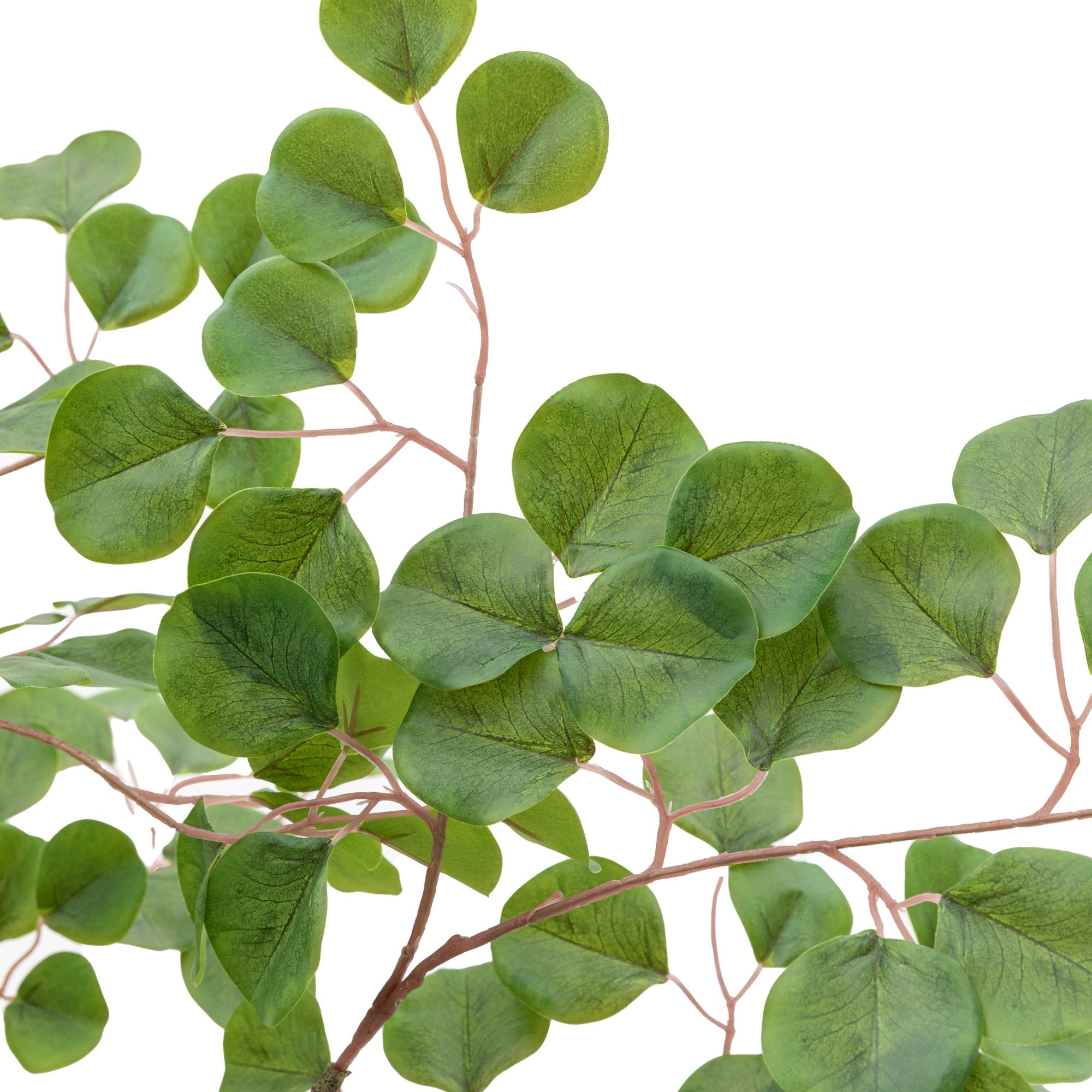 Potted Eucalyptus Tree by Abode