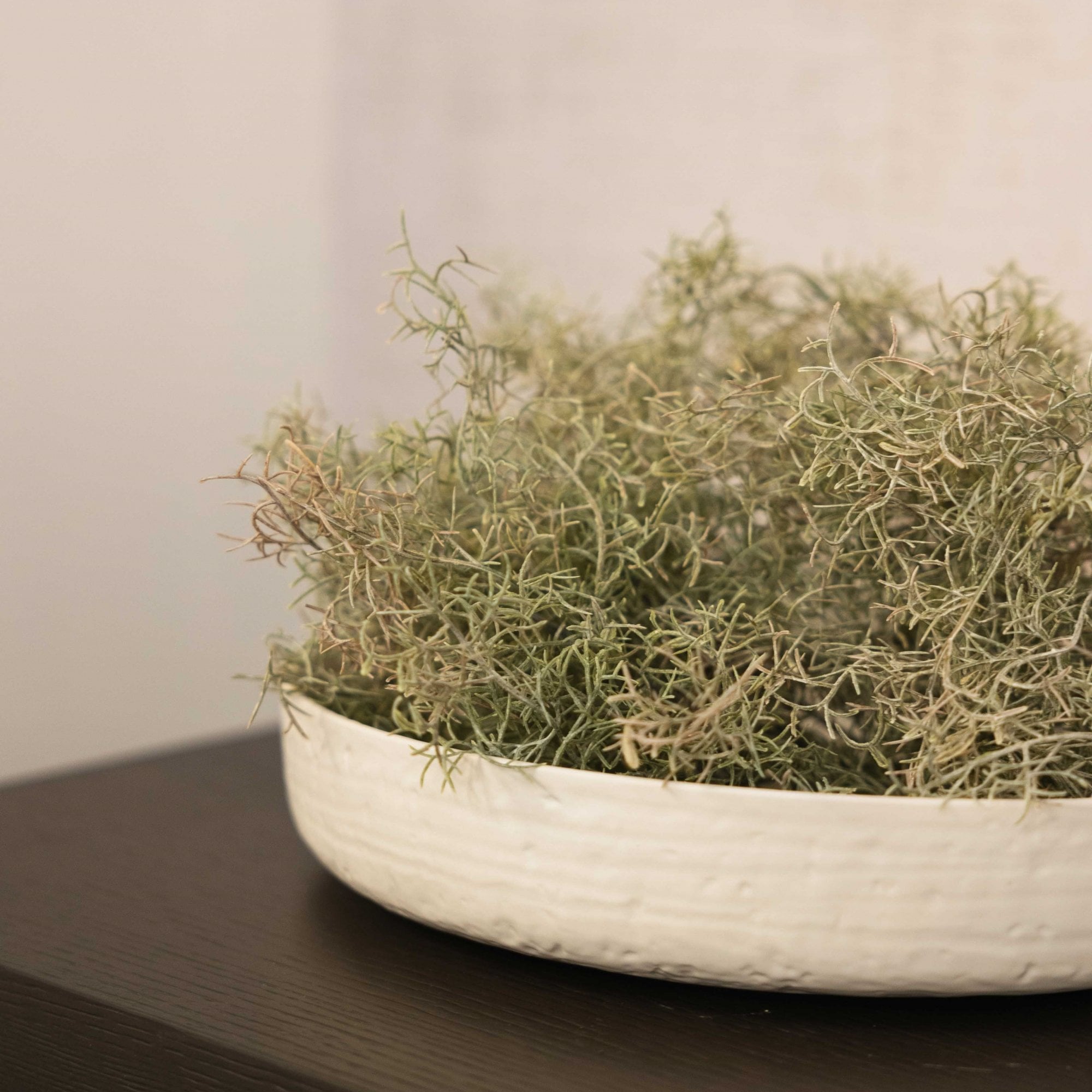 Spanish Moss Bush by Kensington