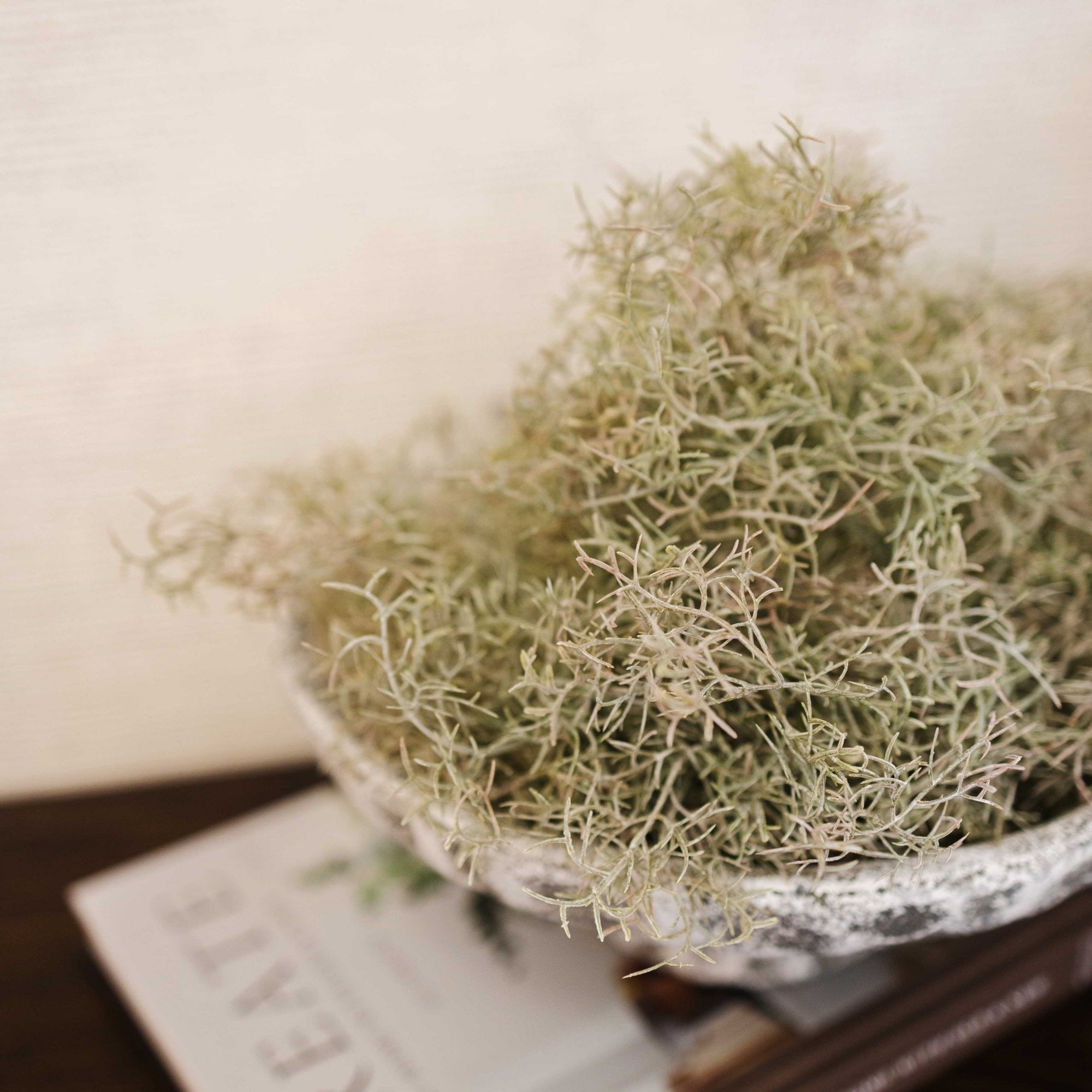 Spanish Moss Bush by Kensington