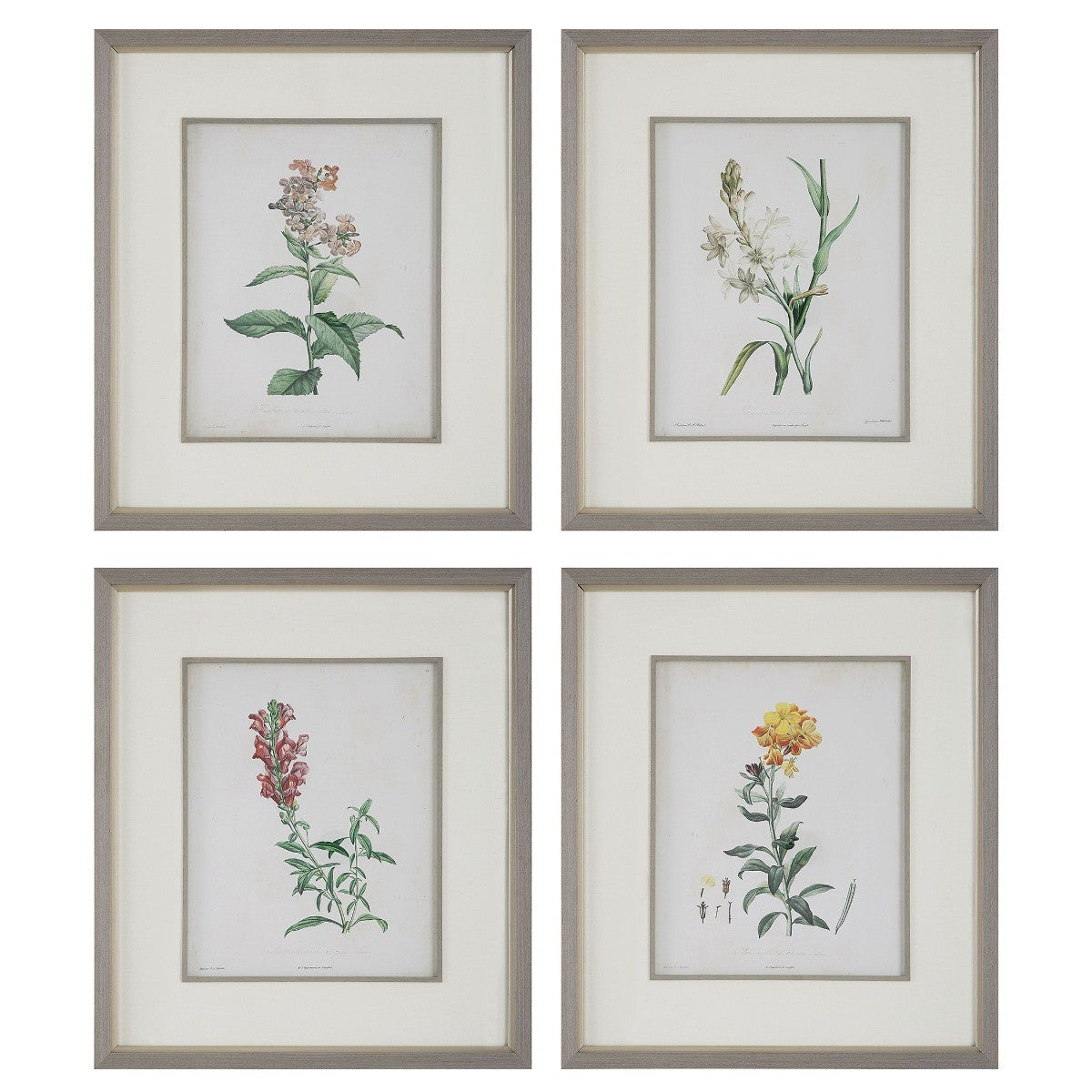 Heirloom Blooms Study Framed Prints - Set of 4 by Uttermost