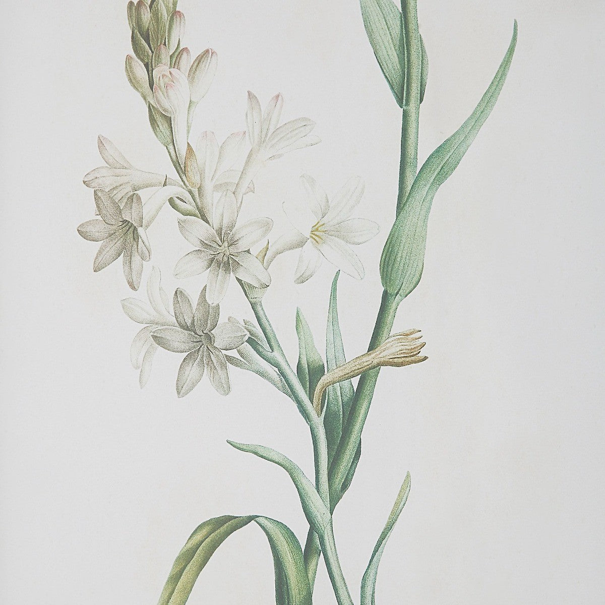 Heirloom Blooms Study Framed Prints - Set of 4 by Uttermost
