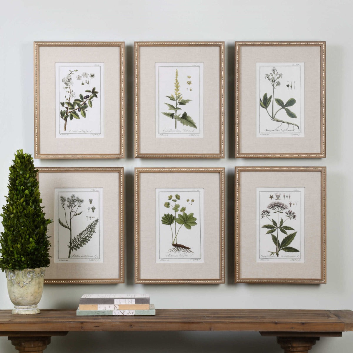 Green Floral Botanical Study Prints - Set of 6 by Uttermost