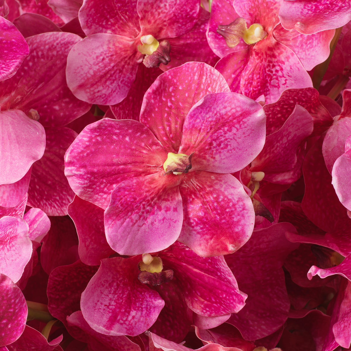 Bouquet Of Vanda Orchids Pink Real Touch 24 Pieces Eichholtz