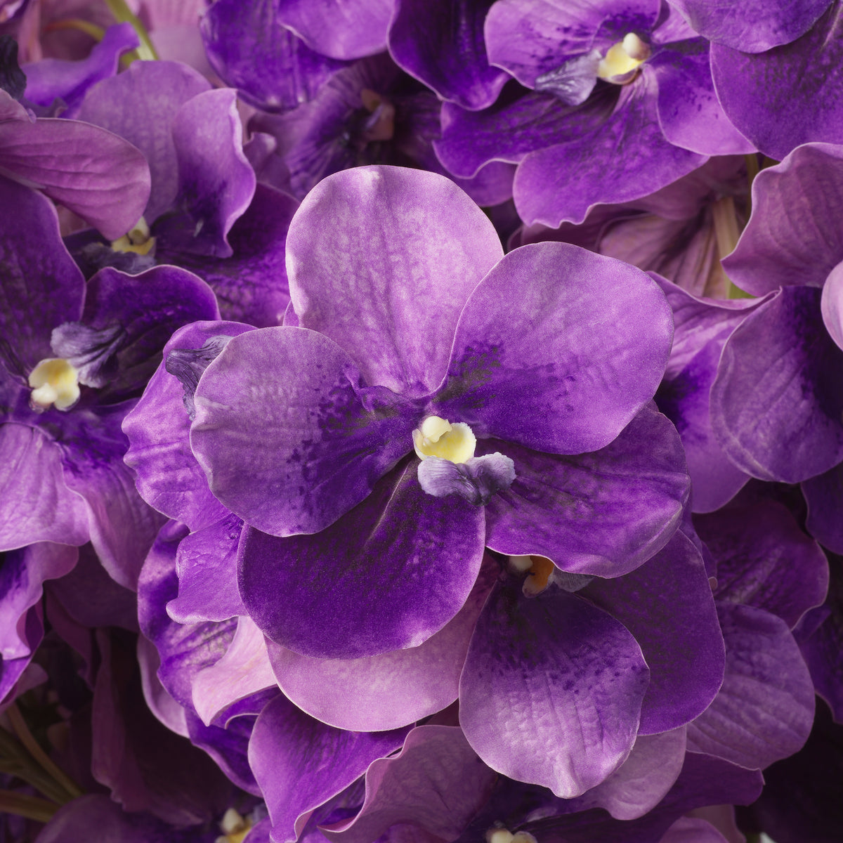 Bouquet Of Vanda Orchids Purple Real Touch 24 Pieces Eichholtz