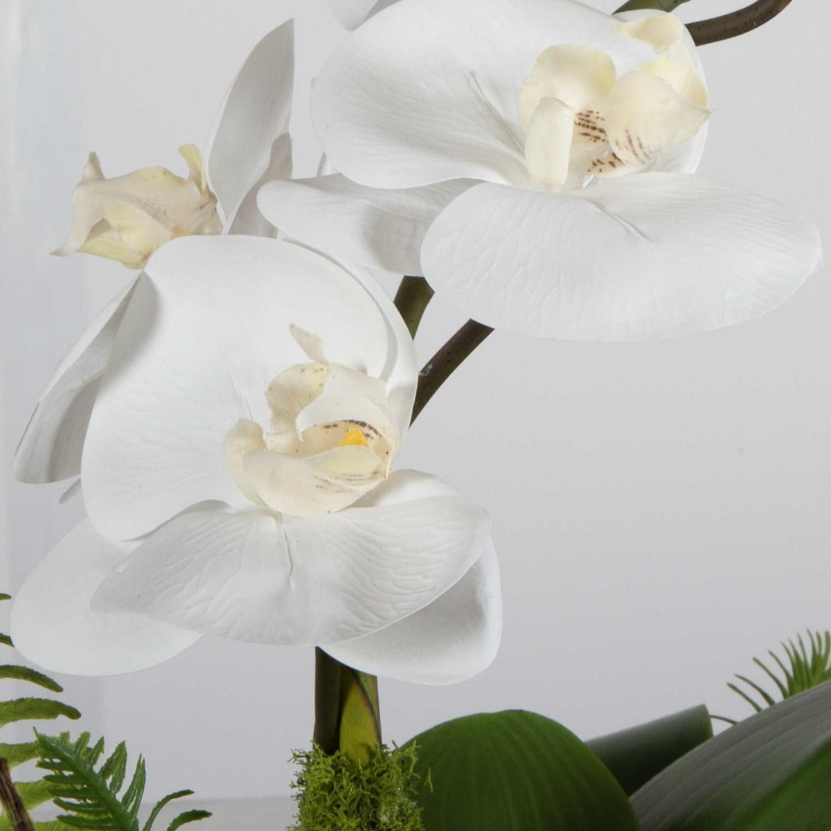 Transcend Orchid by Uttermost