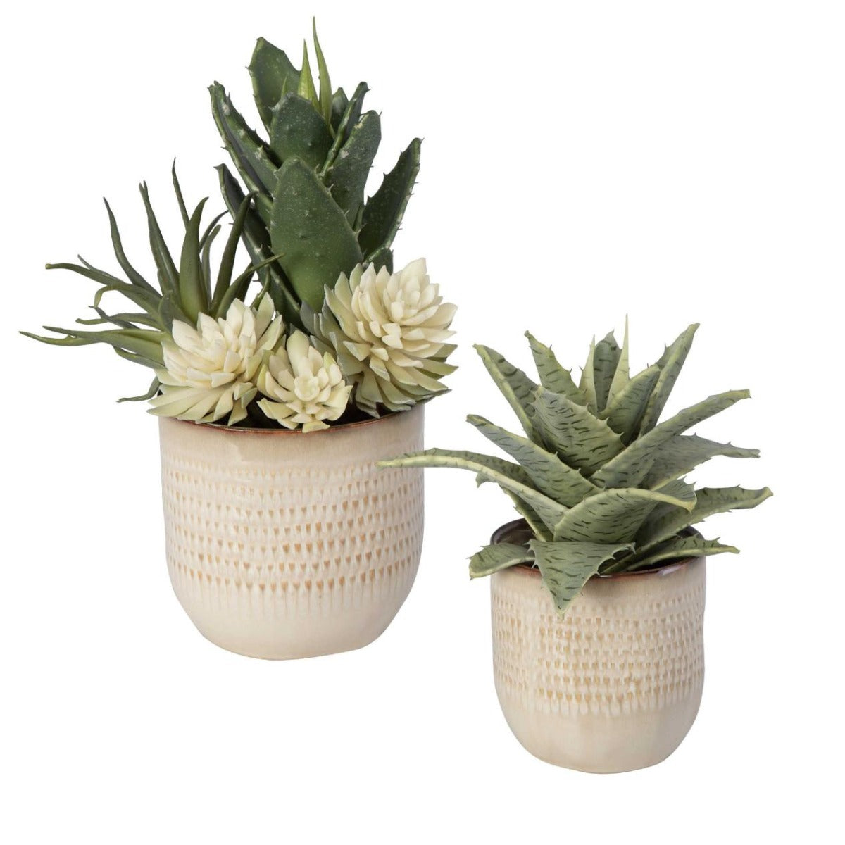 Seaside Succulents - Set of 2 by Uttermost