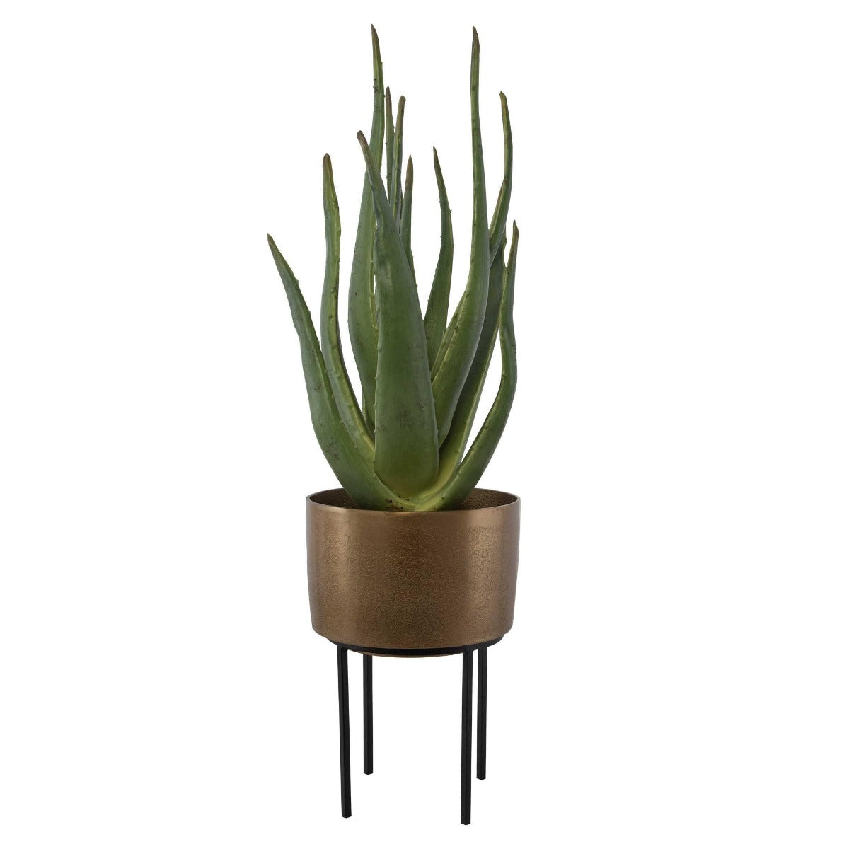 Arabia Aloe Planter by Uttermost