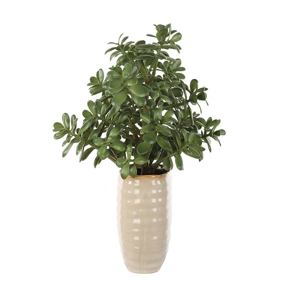Crassula Jade Accent by Uttermost