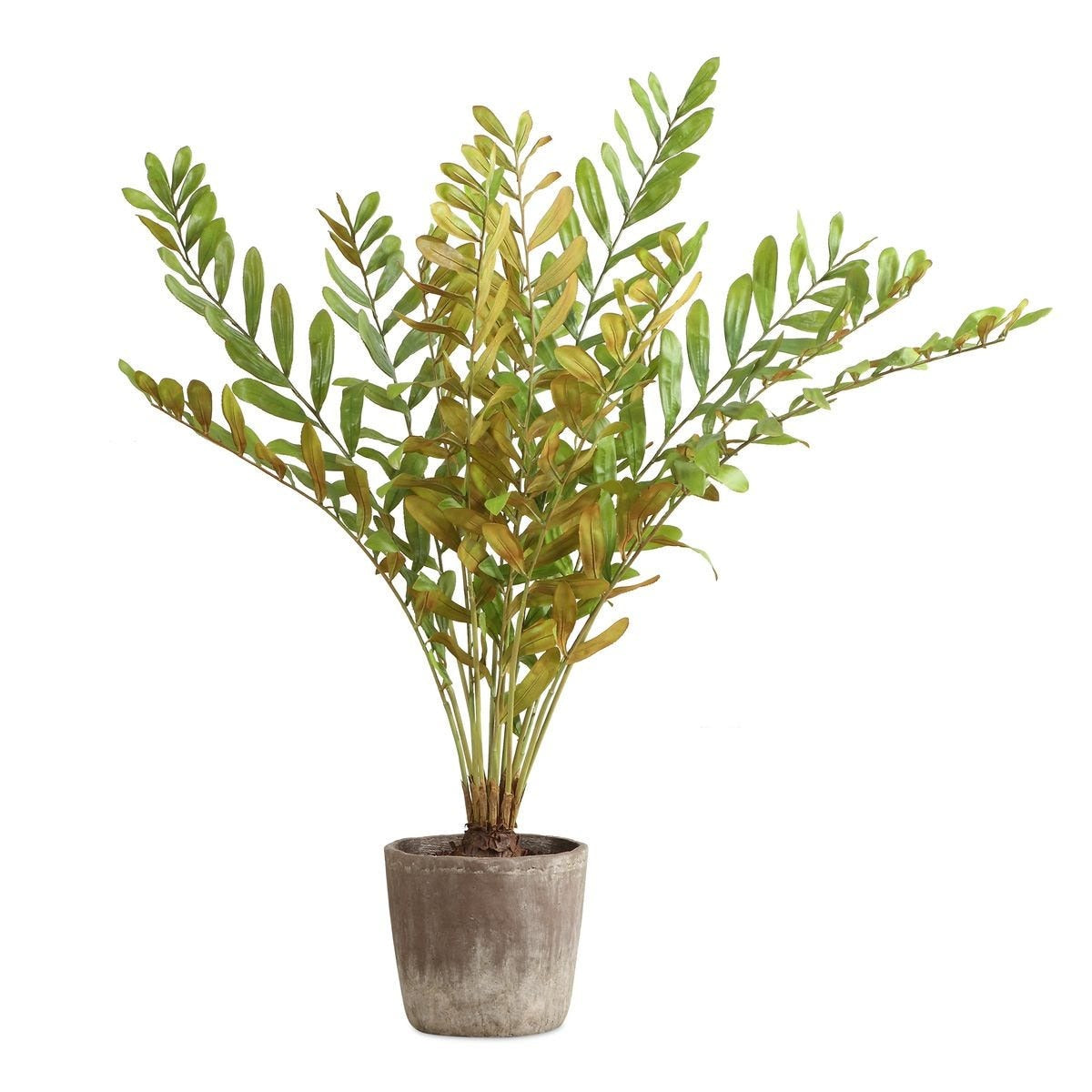Zamia Palm Accent In Planter by Uttermost
