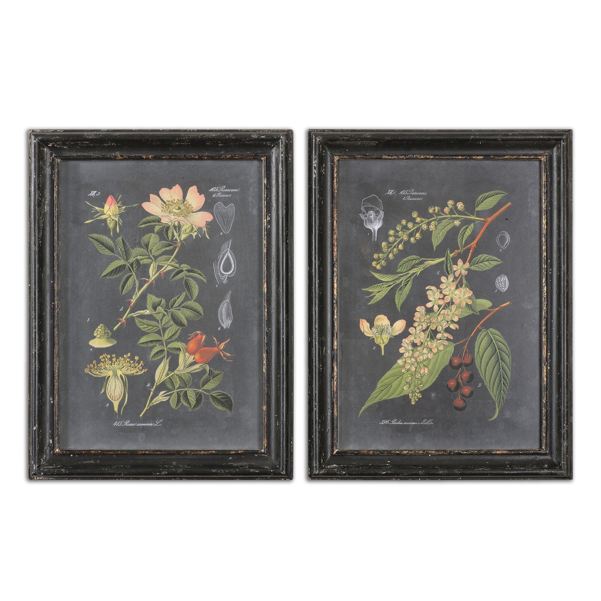 Midnight Botanicals Wall Art - Set of 2 by Uttermost