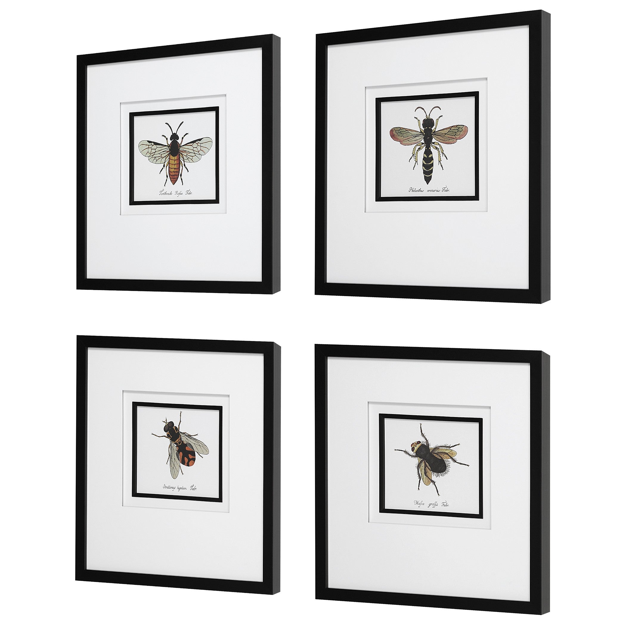 Anthophila Framed Prints - Set of 4 by Uttermost