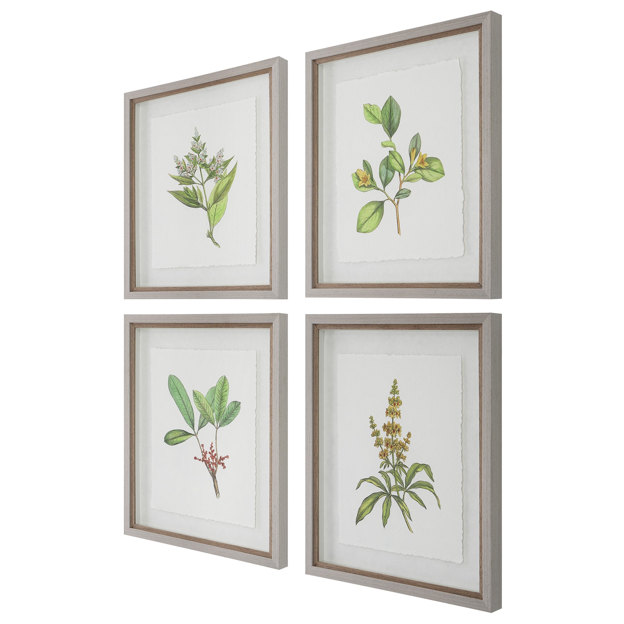 Wildflower Study Framed Prints - Set of 4 by Uttermost