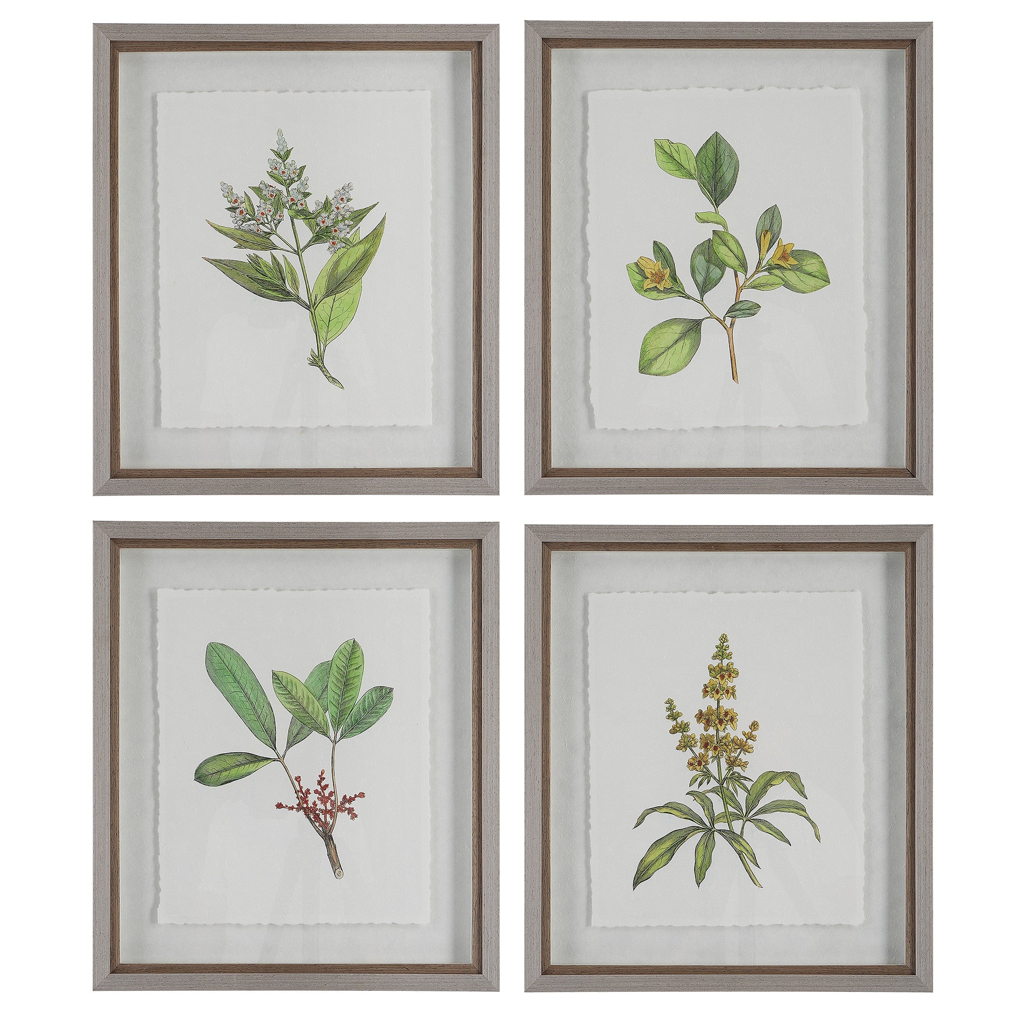 Wildflower Study Framed Prints - Set of 4 by Uttermost
