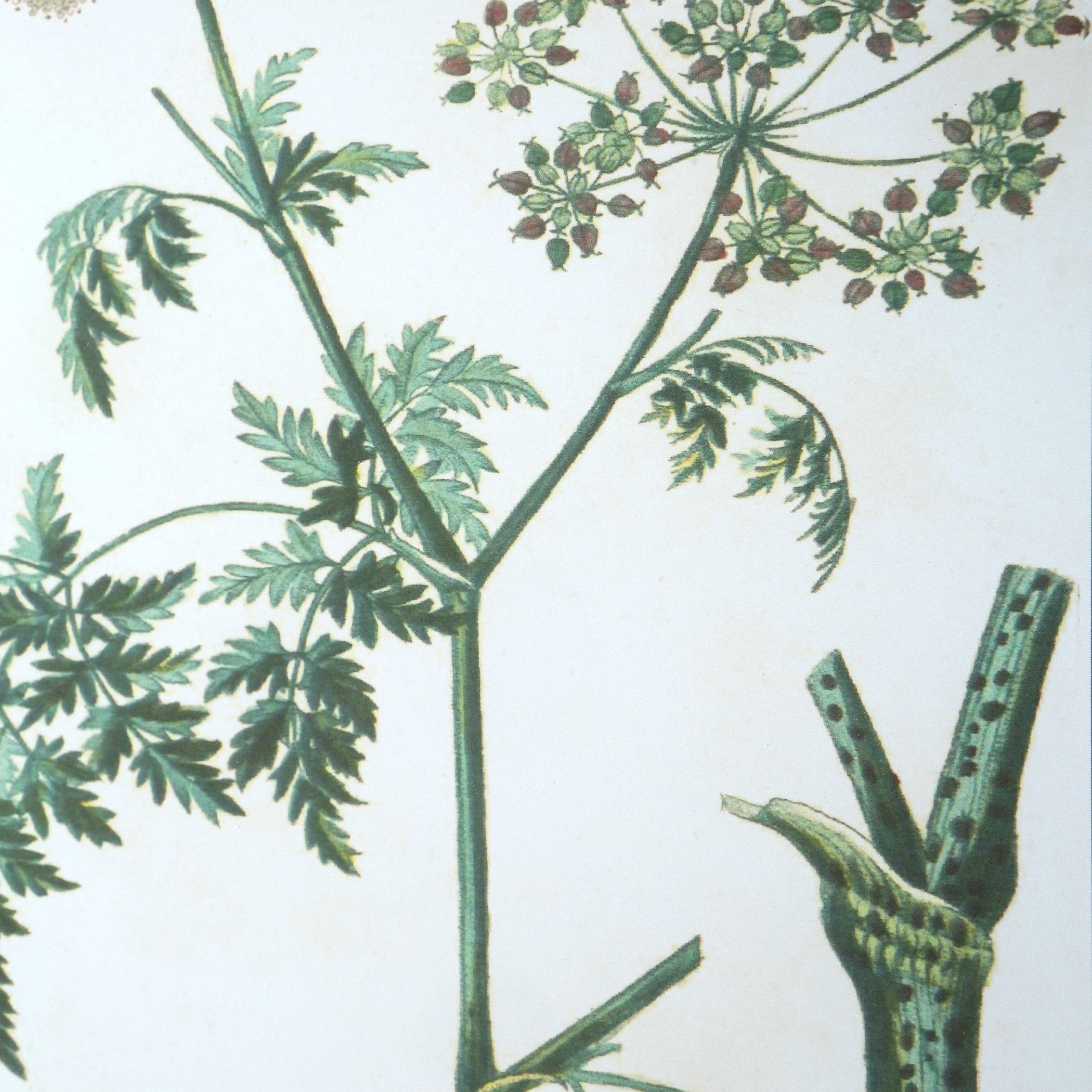 Antique Botanicals Framed Prints - Set of 9 by Uttermost