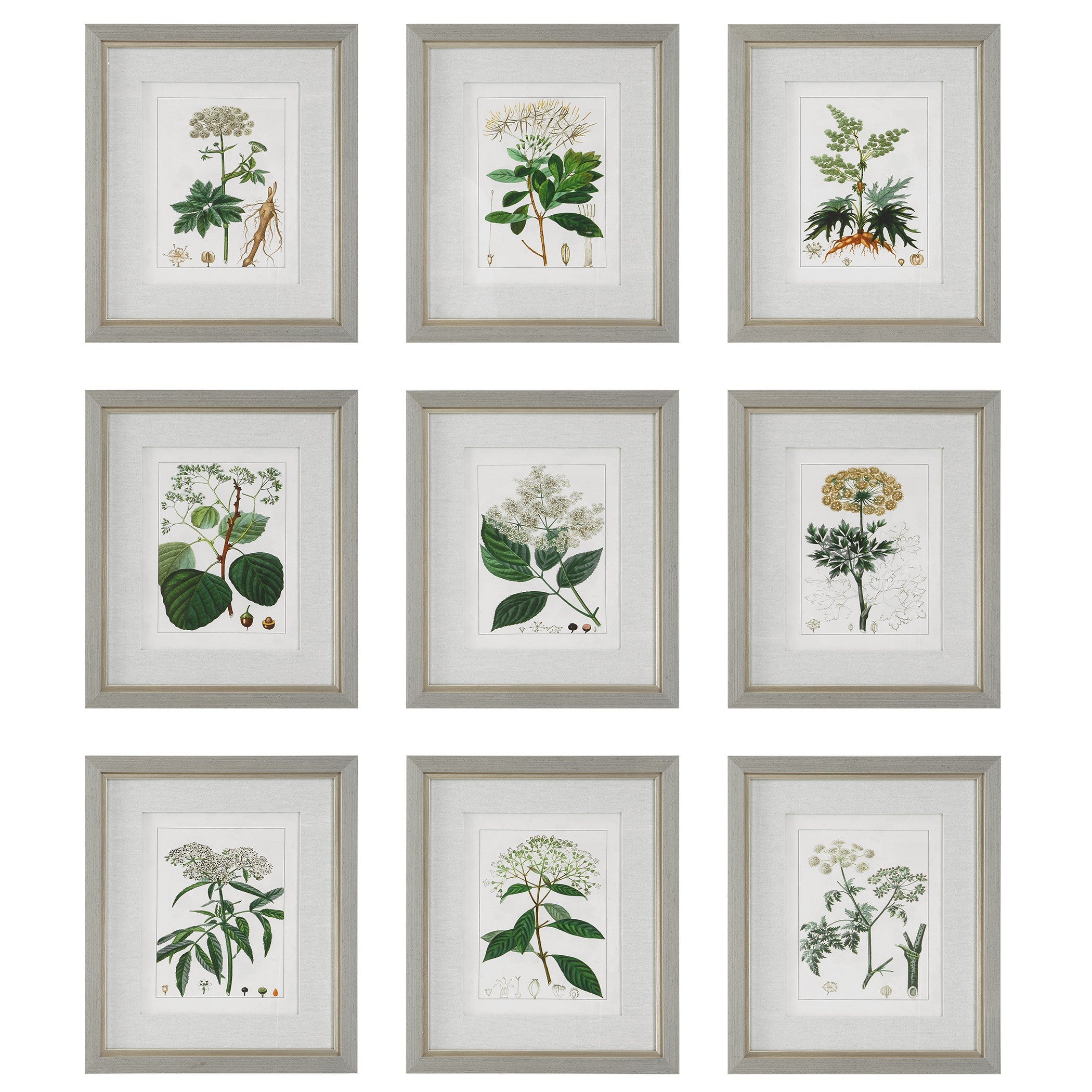 Antique Botanicals Framed Prints - Set of 9 by Uttermost