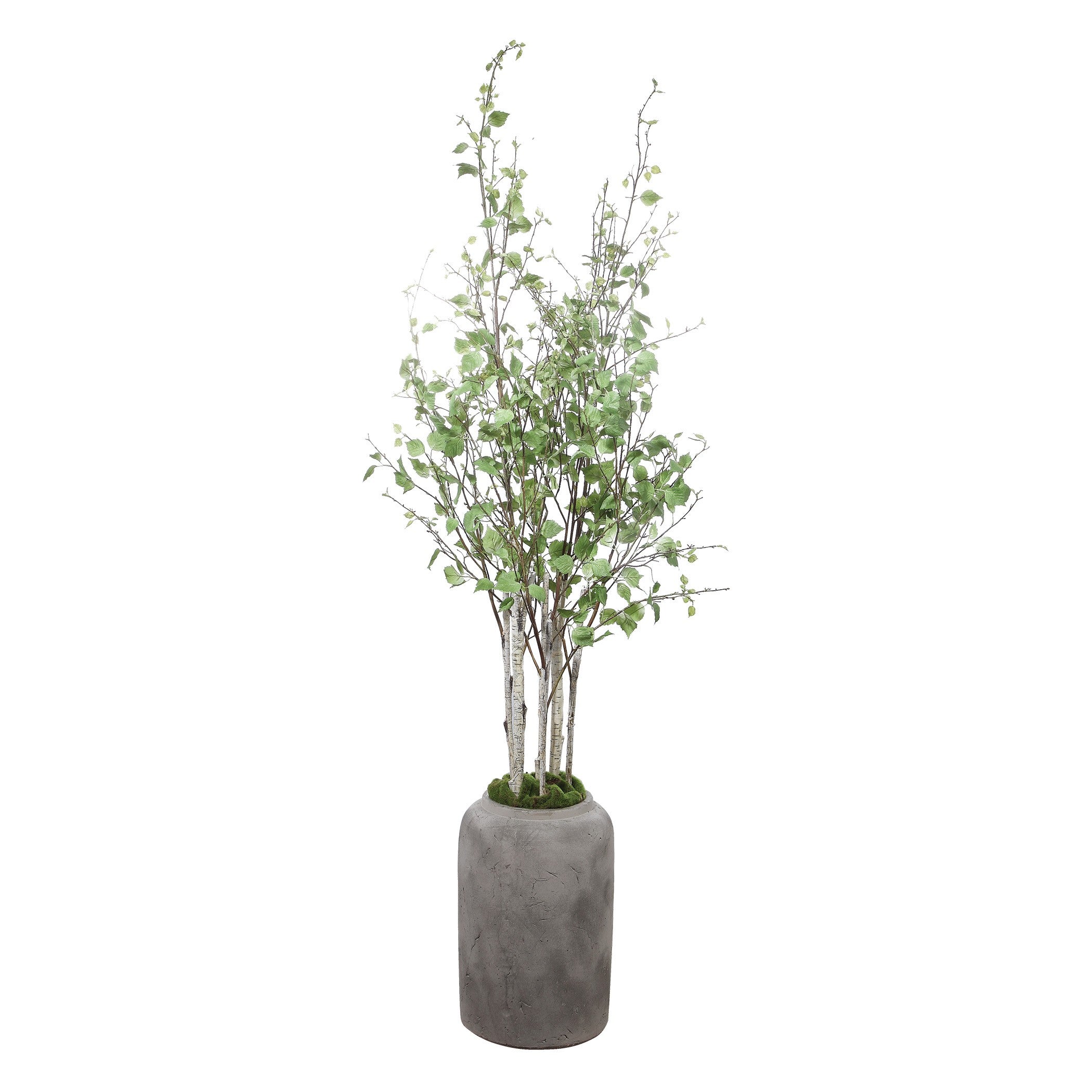 Aldis Potted River Birch by Uttermost