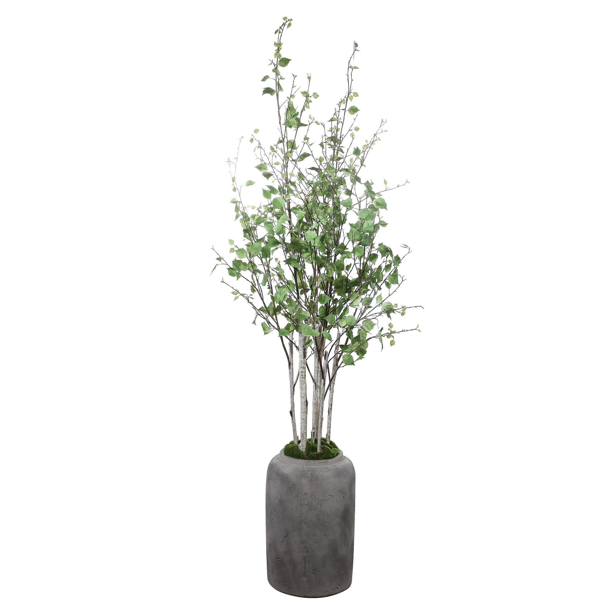 Aldis Potted River Birch by Uttermost