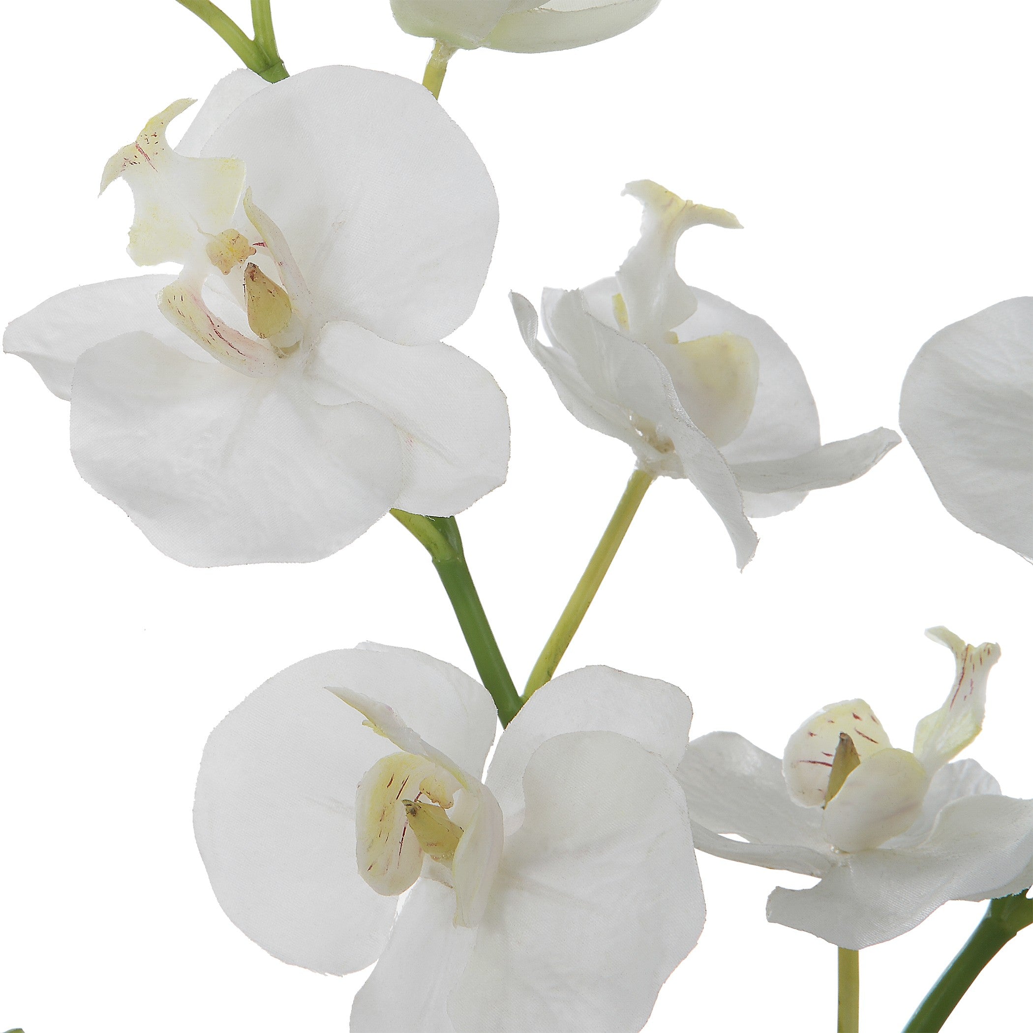 Glory Orchid by Uttermost