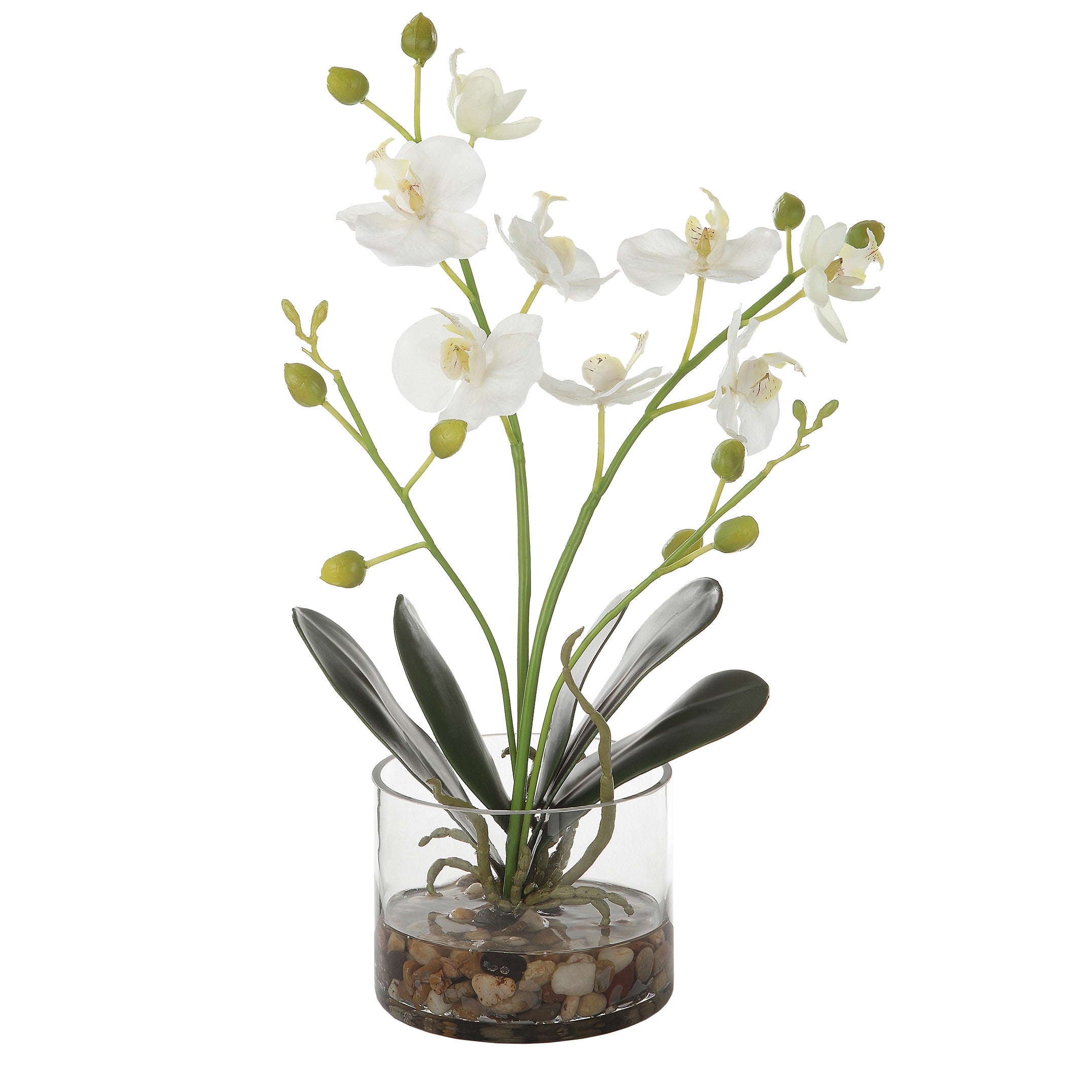 Glory Orchid by Uttermost