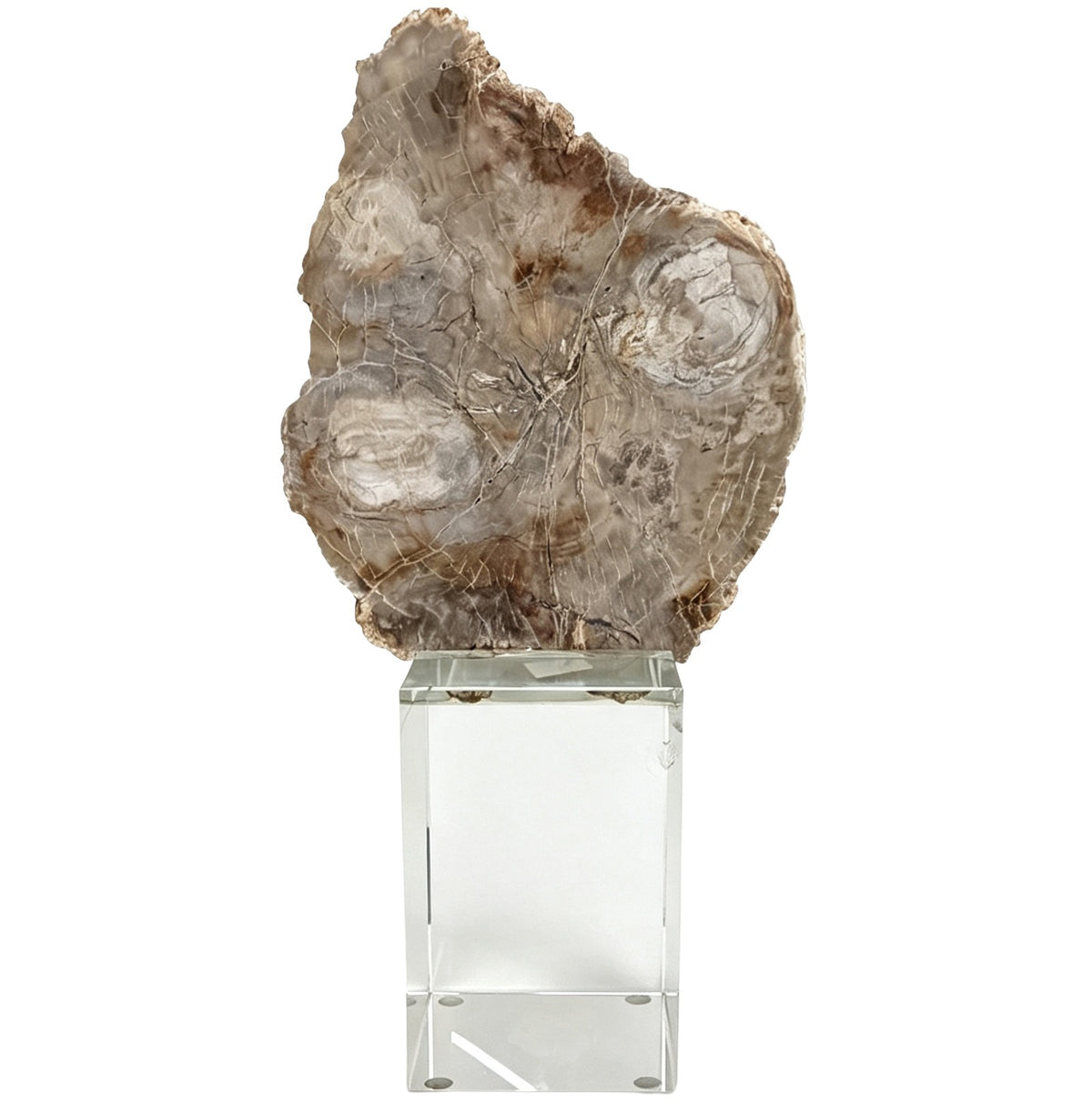 Bram Petrified Wood Sculpture - Medium Keiichi
