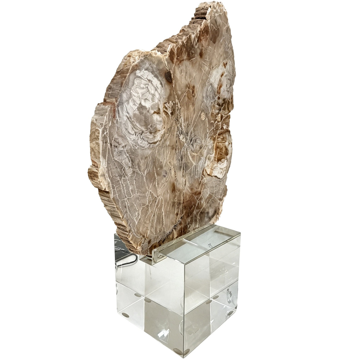 Bram Petrified Wood Sculpture - Small Keiichi