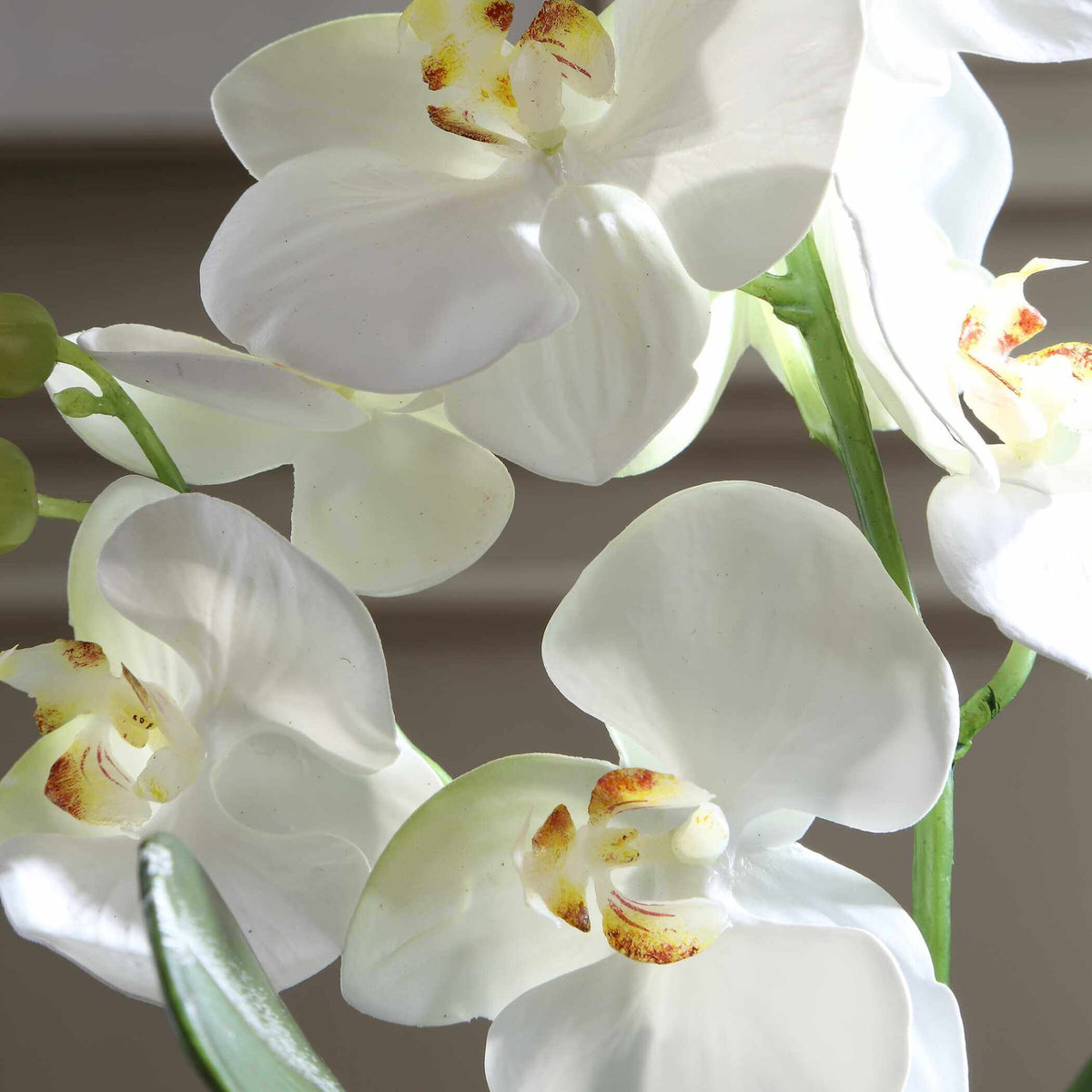 Laris Orchid Drop-In Uttermost