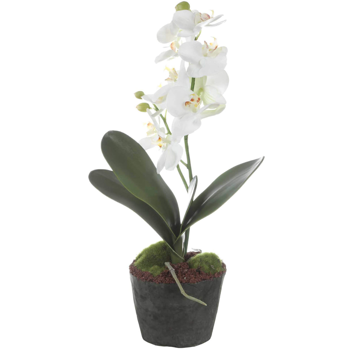 Laris Orchid Drop-In Uttermost