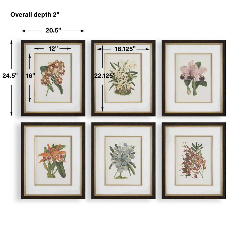 Orchid Botanical Framed Prints Set of 6 by Uttermost