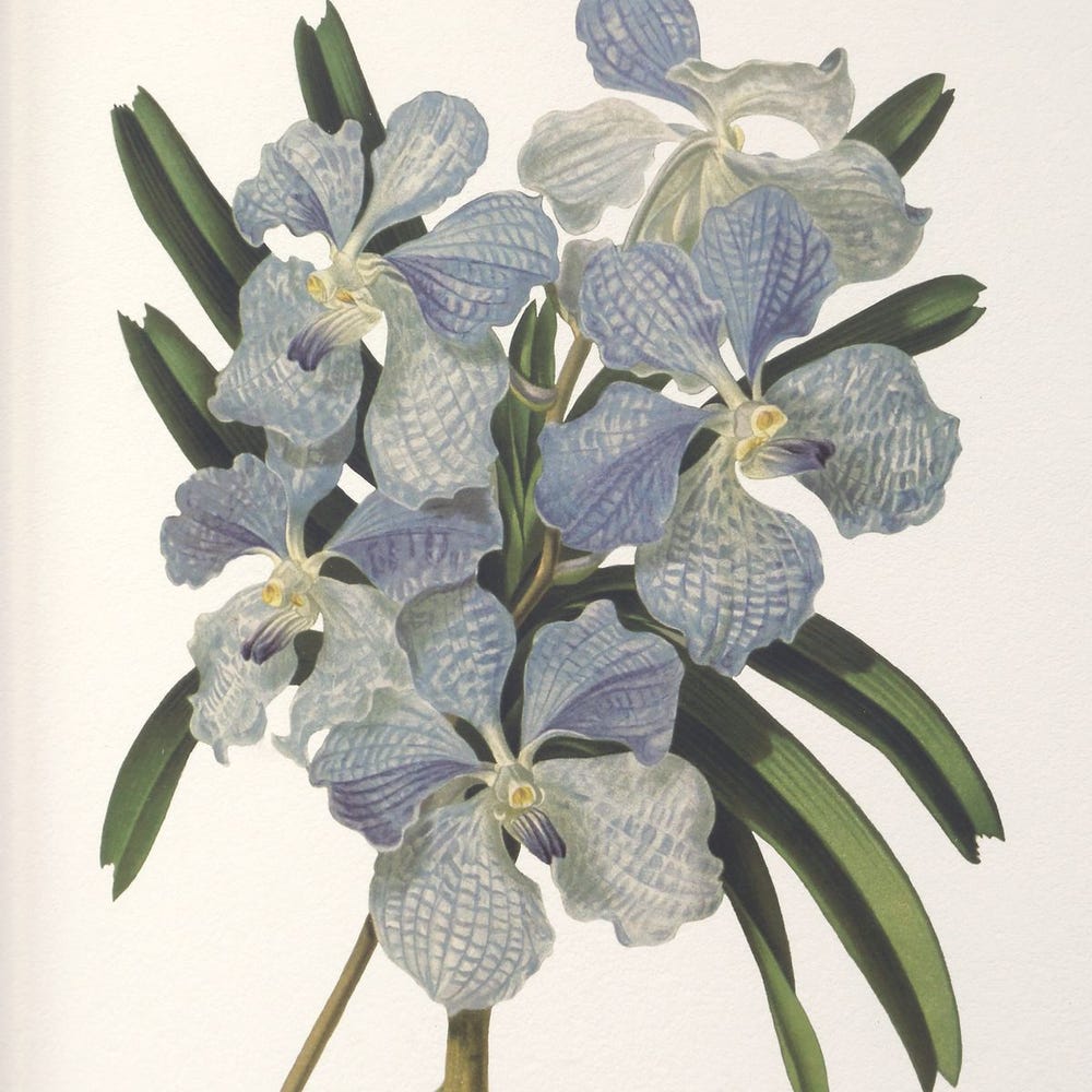 Orchid Botanical Framed Prints Set of 6 by Uttermost