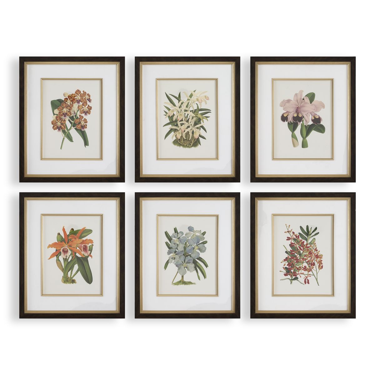 Orchid Botanical Framed Prints Set of 6 by Uttermost
