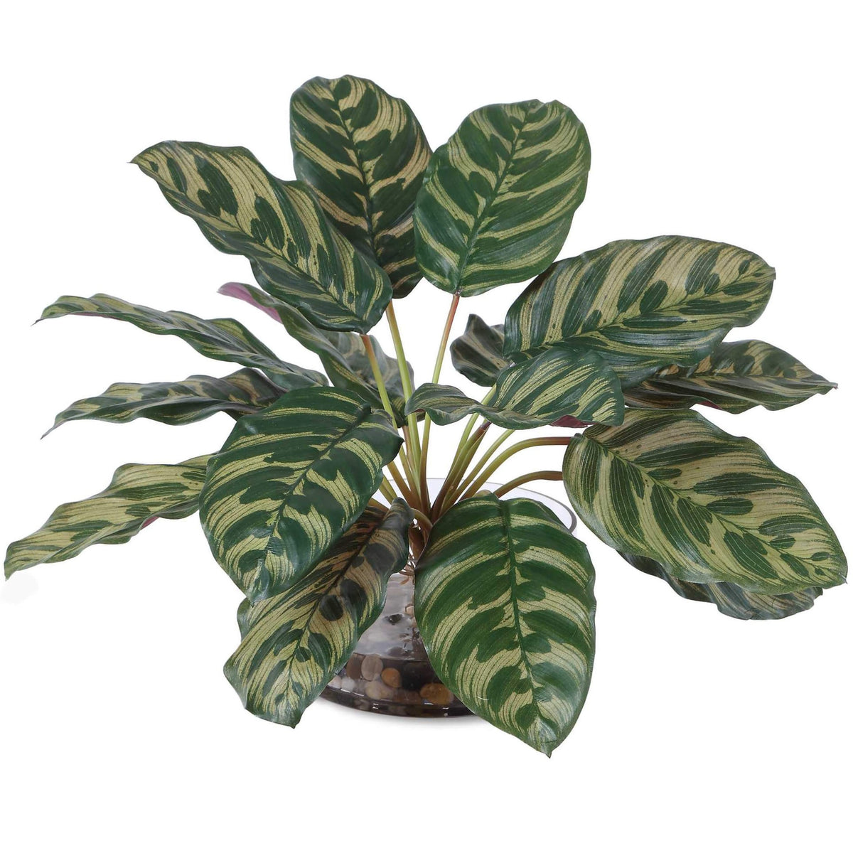 Peacock Plant Accent Uttermost