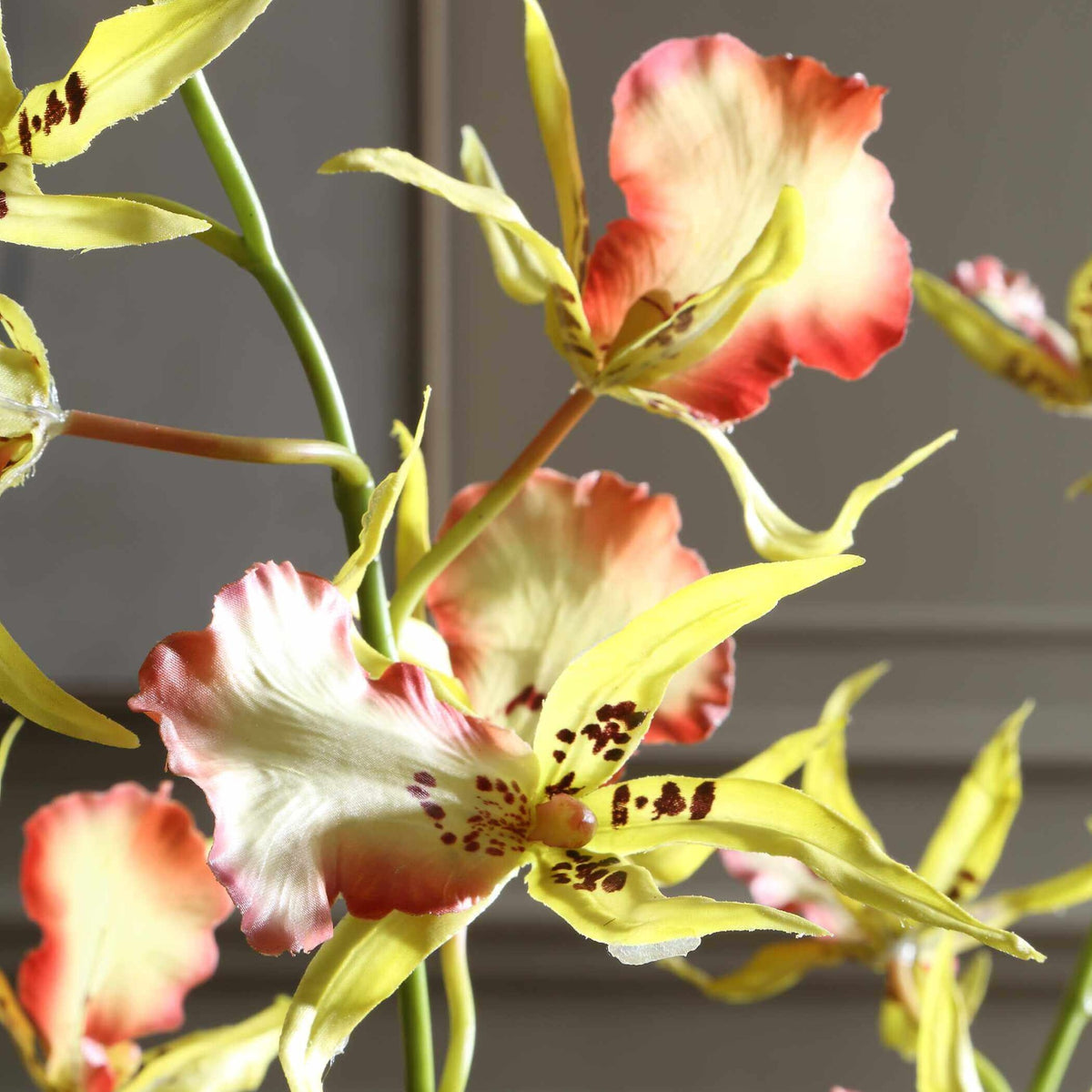 Spider Orchid In Glass Vase Uttermost