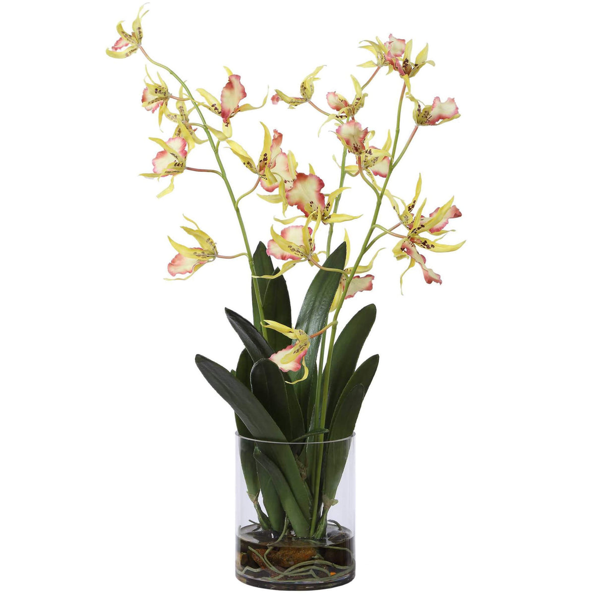 Spider Orchid In Glass Vase Uttermost