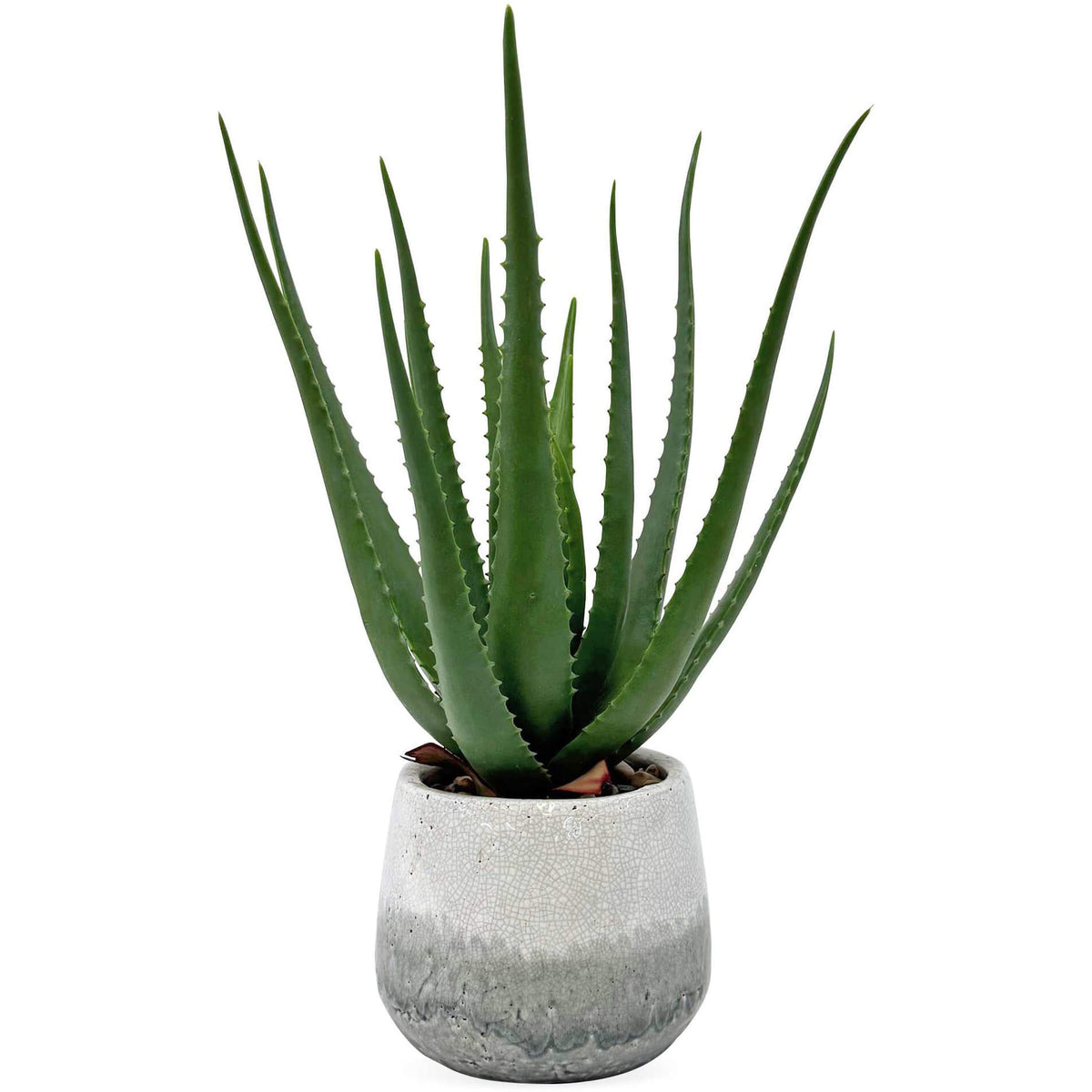 Veranda Indoor-Outdoor Aloe Plant by Uttermost