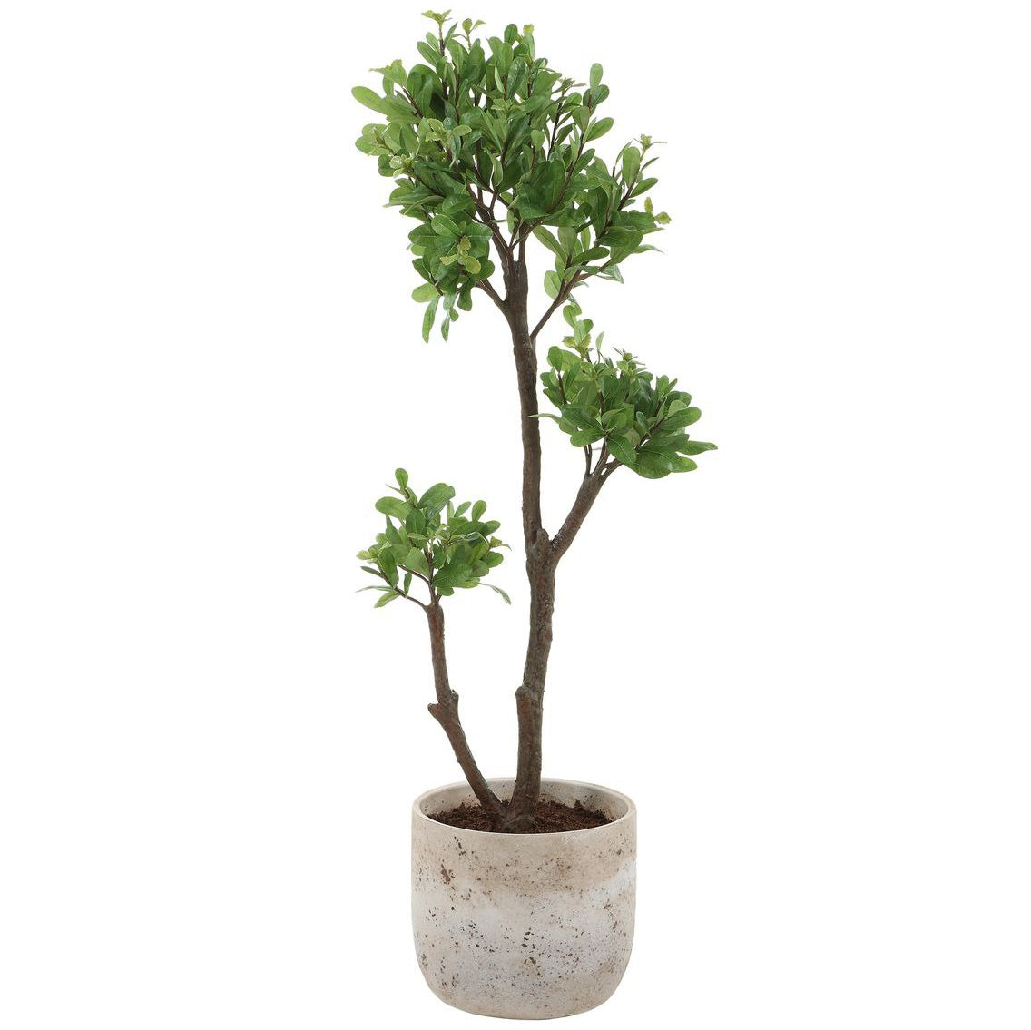 Arbor Strawberry Tree by Uttermost