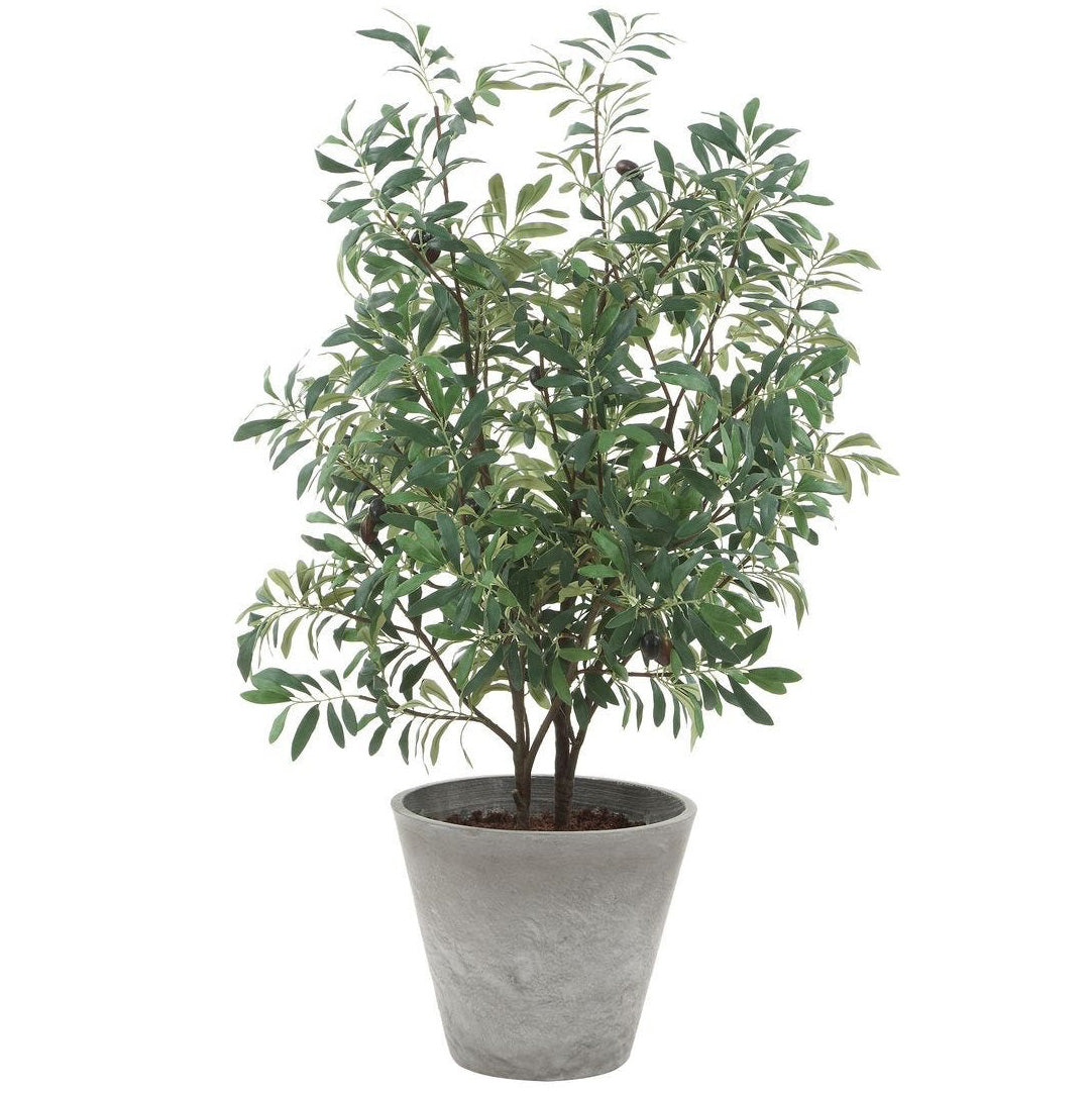 Marisol Potted Olive Plant by Uttermost