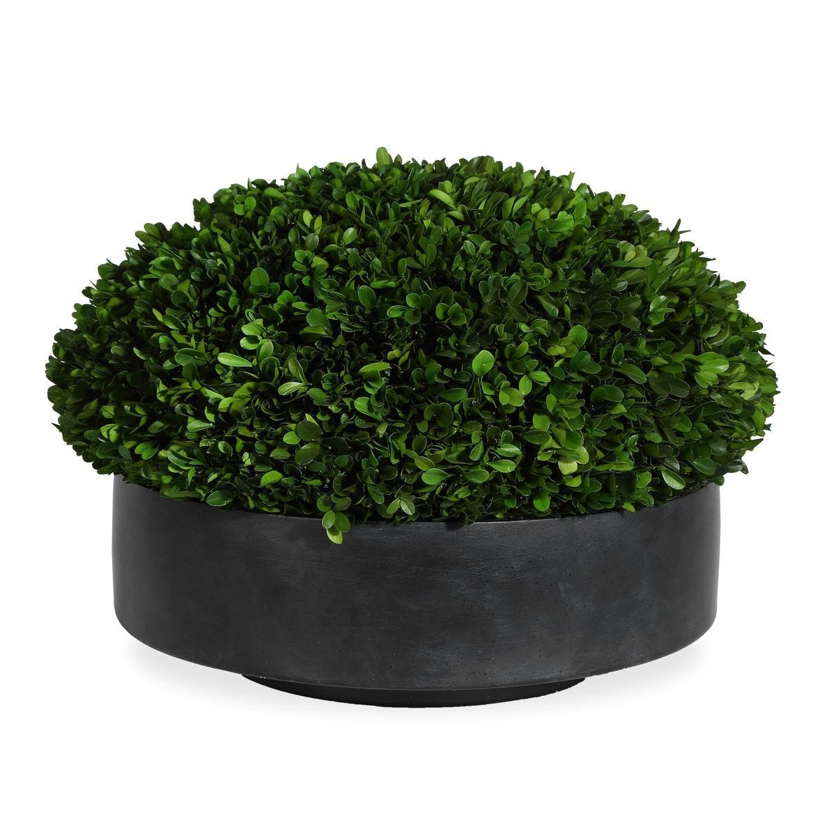Verdana Boxwood Centerpiece In Bowl by Uttermost