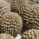 Small Shell Ball Decoration by Kensington