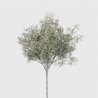 Spanish Moss Bush by Kensington