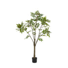 Potted Chinese White Olive Tree 5ft by Abode