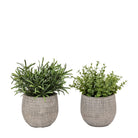 Potted Plant Ceramic Scratch Pot Rosemary (Set of 2) by Abode