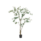 Potted Rhodoleia 5ft Tree by Abode