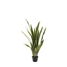 Potted Sansevieria Plant 4ft by Abode