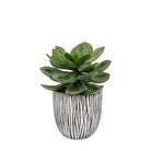Potted Succulent in Ribbed Black Ceramic Pot by Abode
