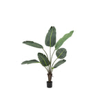 Potted Travellers Palm Tree 4ft by Abode